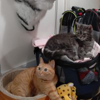 優と愛（猫の王子たち） (@571zjgczvox7kxg) Twitter profile photo