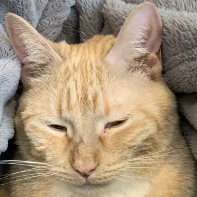 logus_bogus's profile picture. Builder, animator, 3D modeler, and sometimes scripter. I work in blender, unreal engine, and rbxlua. check out some of my creations!