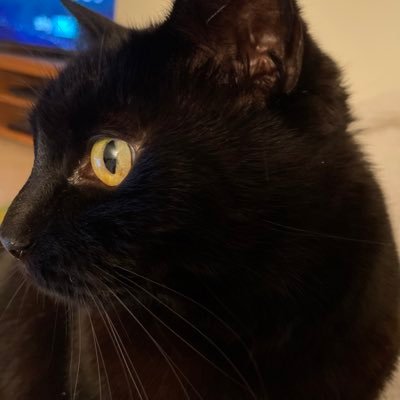 Clararbell's profile picture. Mummy slave to my cheeky 5yr old boy #oneanddone 👨‍👩‍👦 Virtual Assistant. Slightly outspoken. Lover of cats, sunshine, sleep & the inappropriate! 😏