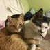 catlove (@dreamdong) Twitter profile photo catlove (@dreamdong) Twitter profile photo