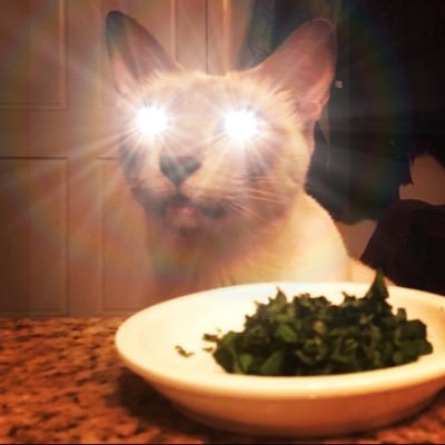 L1terallyACat Profile Picture