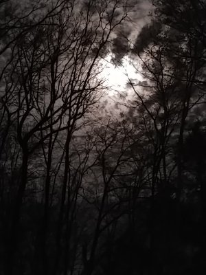 cedaremi's profile picture. 