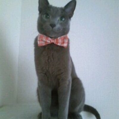 ハマジ 噛み子猫ちゃんは 噛み返すの有効 ということなので本日初めて噛み返したらキャアアアアアアア って悲鳴あげて毛を逆立てて私を見たんですがコレ有効なのか Twitter ハマジ 噛み子猫ちゃんは 噛み返すの有効 ということなので本日初めて噛み返したらキャアアアアアアア って悲鳴あげて毛を逆立てて私を見たんですがコレ有効なのか Twitter