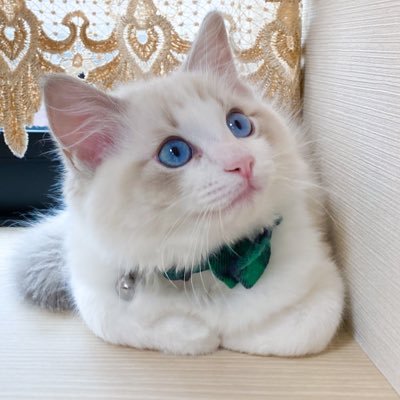 ラグドールあんじゅ😻元野良保護猫の茶白双子ファム&ベル🍓3人の猫とお姉さんの生活🌹2020年12月5日生まれ&2022年7月生まれ https://t.co/HusVWEIzye 🍼 https://t.co/iTNq2jjqxw