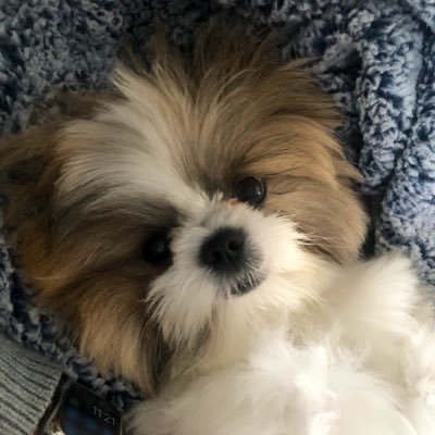 wilsonmi33's profile picture. 