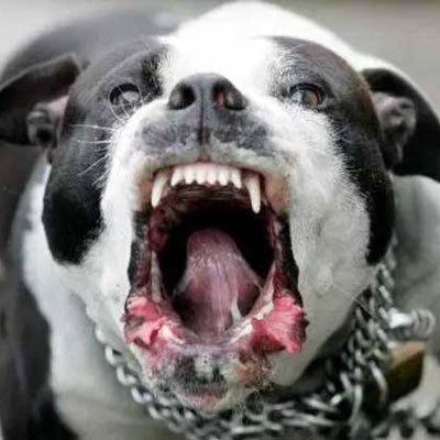 UNDERDAWG Profile