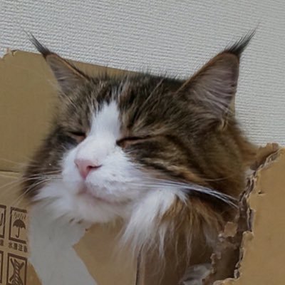 RINさんのプロフィール画像