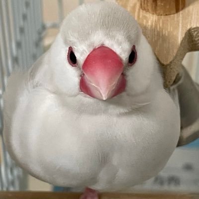 文鳥の文ちゃん