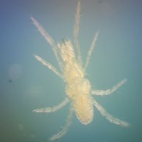 SoilBiodiversityUK (@soilbiodivuk) 's Twitter Profile