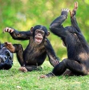 championsBB's profile picture. To work is to pray🙏