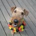 @Deutschlandhundkultur (@deutschlandhun1) Twitter profile photo @Deutschlandhundkultur (@deutschlandhun1) Twitter profile photo