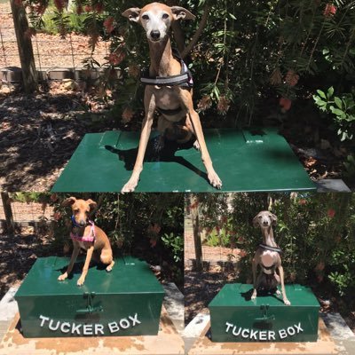 3 wonderful Italian greyhounds with 3 personalities but all 3 have wonderful and caring hearts Hadrian dreamer and Theresa rubel Thompson