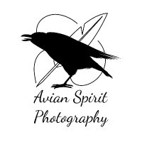 Avian Spirit Photography(@spiritavian) 's Twitter Profile Photo