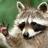 Mapacheencelo's profile image