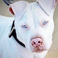 PITBULL's 🐶❤(@AmoPitbulls1) 's Twitter Profile Photo