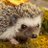ツナマヨのアイコン
