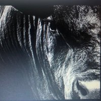 Henry MacAngus (@henrymacangus) 's Twitter Profile