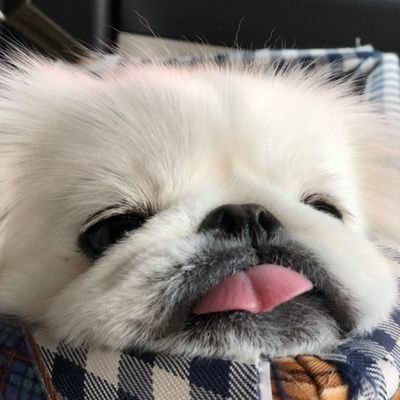 ぐっちょ 獅子丸 日彩 はじめまして ペキニーズはししまるって名前多いですねー やっぱり忍者ハットリくんの獅子丸が由来かな 笑 あの獅子丸はチャウチャウらしいけど 笑 ぐっちょ 獅子丸 日彩 はじめまして ペキニーズはししまるって名前多いですねー やっぱり忍者ハットリくんの獅子丸が由来かな 笑 あの獅子丸はチャウチャウらしいけど 笑