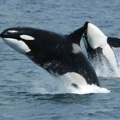 searealki11er's profile picture. 