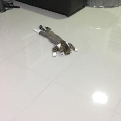 shiba_insta's profile picture. ROM専(24)seo＋投資で仕事辞めました、インスタフォロワー12万まとめ垢運用中