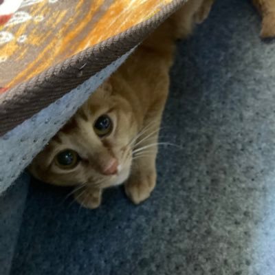 Ryoga513's profile picture. 