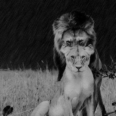 Rodrigo26053309's profile picture. mejorar