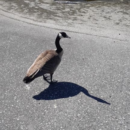 grunskm's profile picture. Bad at replying to emails. Art, code, etc.