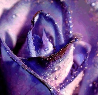 chounokodo's profile picture. 