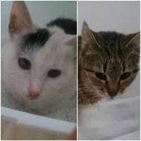 seker_petiyfipwarrios (@petiyfibwarrios) 's Twitter Profile