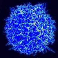 Designer Immunology (@designerimmuno) 's Twitter Profile