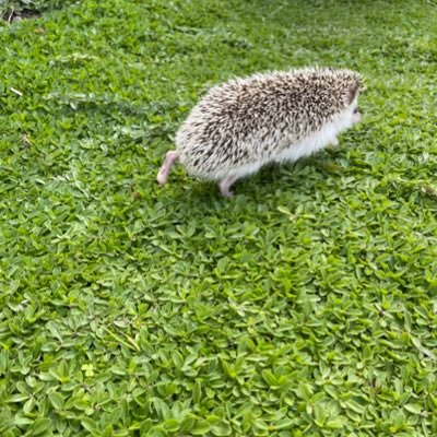 2018.9ハリネズミのだいふく飼い始めました。美味しいものと楽しいことが好き。2019.11海辺の白い家に引っ越しました。ゼロから庭造りしてます。いつの間にか3人家族。