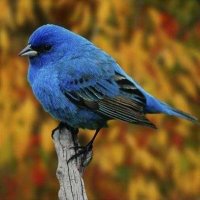 Elizabeth (@elizabe71655791) 's Twitter Profile Photo Elizabeth (@elizabe71655791) 's Twitter Profile Photo