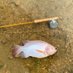 KL Fly Fishing Shop (@klflyshop) Twitter profile photo KL Fly Fishing Shop (@klflyshop) Twitter profile photo
