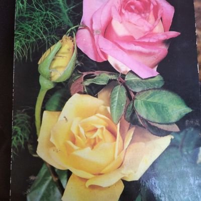 dogan6870's profile picture. Emekli