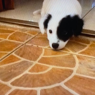 REVDEV18's profile picture. yessirrrr