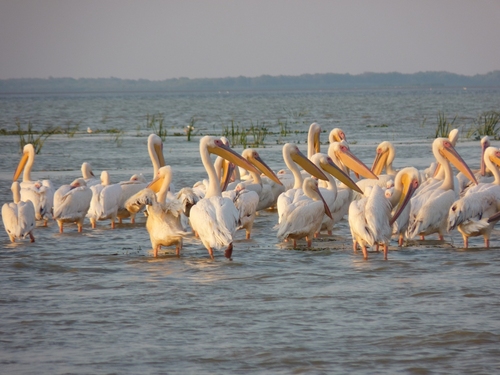 Oferim cazare la pensiune in orasul Sulina la pret de 35ron/pers. In Sulina va puteti plimba cu barca in Delta Dunarii si sa va relaxati pe plaja cu nisip fin d