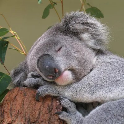 8zJcUxcuXO1q5lC's profile picture. 