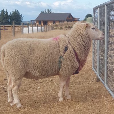 Father,
Scanner,
Finnsheep, Meatmaster, EzTex and Luing breeder. reGenerative, Wholistic, Carbon Positive Farmer.