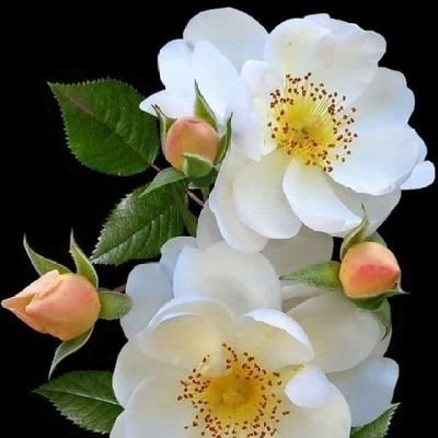 St7uDg8THpRIx1Q's profile picture. हाउस वाइफ