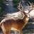 buck_tails's profile image