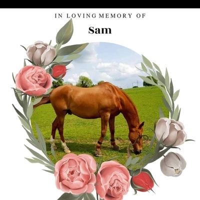 MustangSallySam's profile picture. 