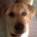 Brandon Witt - @BrandonWitt1 - Twitter