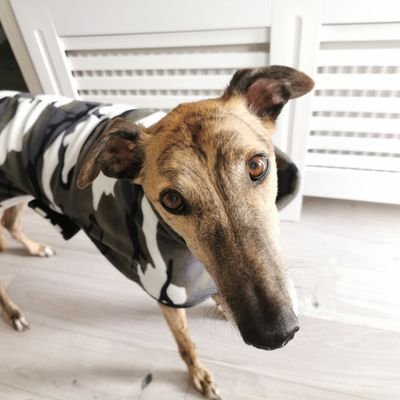 Retired #longboi | Really, really good-looking | Nosy neighbour | Likes cake but not cattos | #adoptdontshop #greyhoundsmakegreatpets