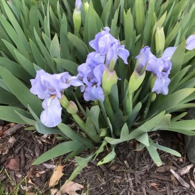 CherylDehn's profile picture. 