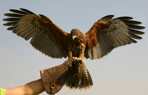 As seen on the BBC: Fly one of our birds in stunning woods with an experience package. Based in Shrewsbury, coming to Derbyshire and Sherwood.