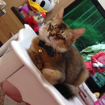 axelavoxy's profile picture. 猫好き、ゲーム好き、APEX、モンハン