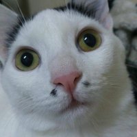 Abdul Ghani (@ghani889) 's Twitter Profile