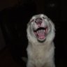 jetsch71's profile picture. Your average crazy dog lady horror movie fanatic 🐕🏳️‍🌈 #mutantfam #splatterday #frightclub #billsmafia #gopokes 

https://t.co/JBnbWZR6Co