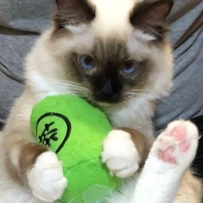 ku9kuma's profile picture. 猫の名はポコ！　FF14バハムート鯖：気まぐれにやる　グラブル:やってる