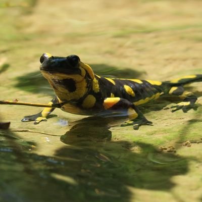 xmoline's profile picture. 